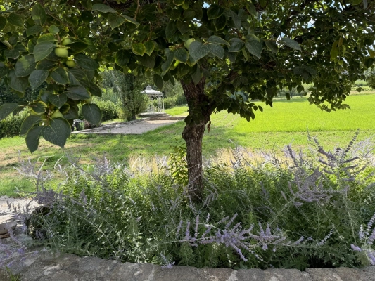 à vendre maison, villa Cogolin - Propriété avec vignes dans la campagne de Cogolin