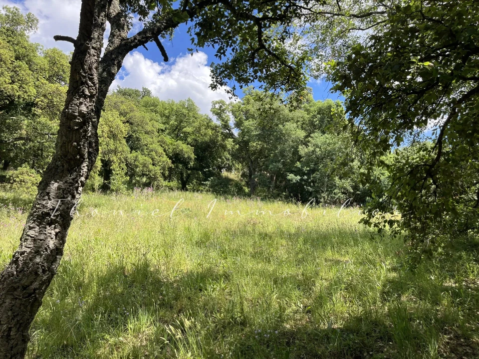 Agence immobilière Grimaud | Thoniel Immobilier | vente Terrain Grimaud